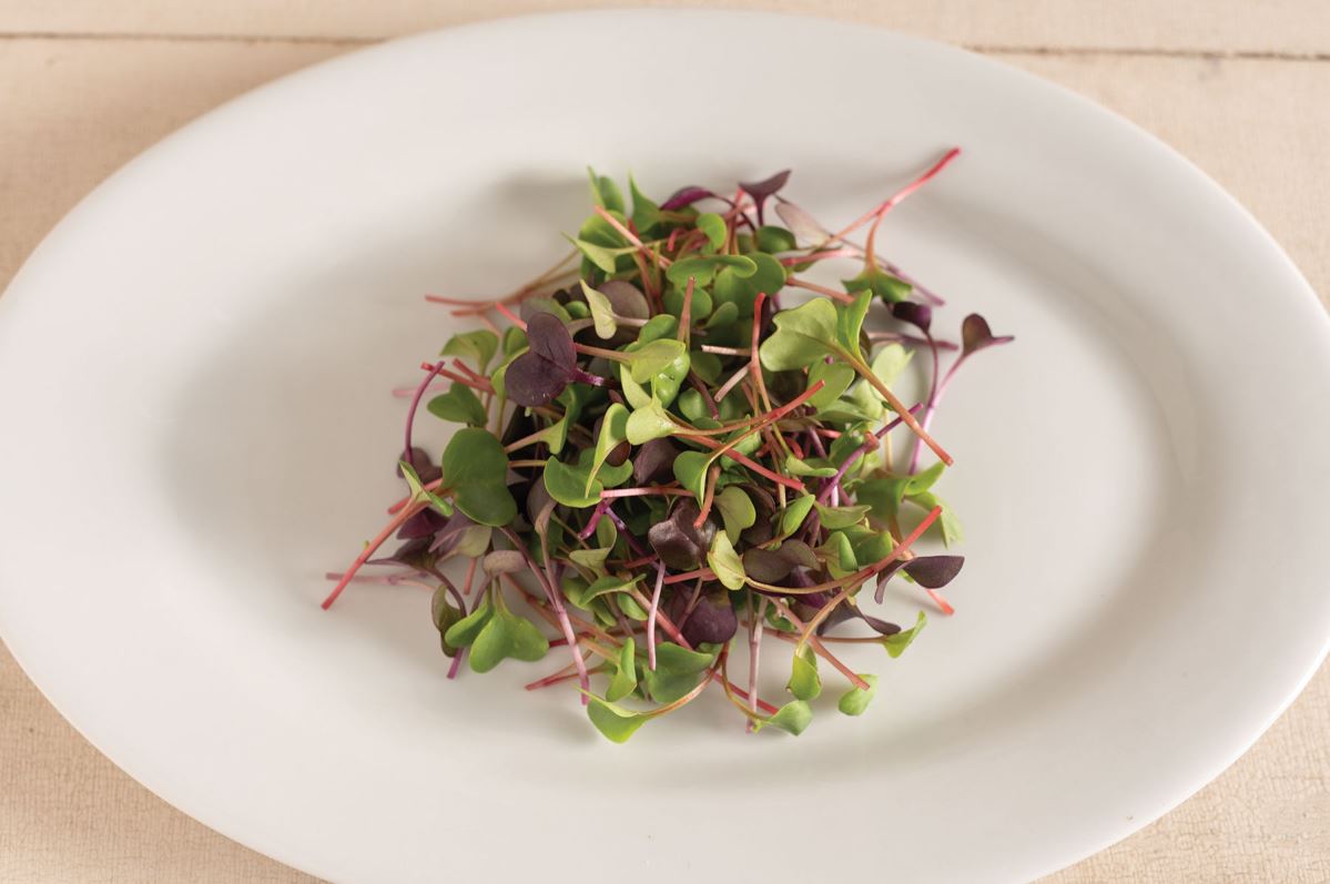 Radish, Confetti Mix – Microgreen Seed